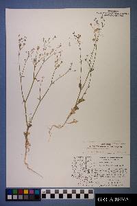 Gilia scopulorum image